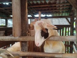 Unik ! Kambing di Bogor Punya Tanduk 5