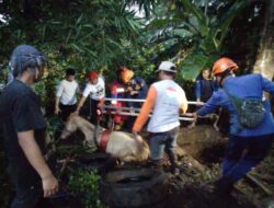 Kuda Sumbawa Masuk Sumur di Bogor, Pemilik Minta Tolong Damkar 